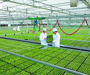 τ(chung)a(chn)I(y)-F(xin)r(nng)I(y)